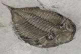 Dalmanites Trilobite Fossil - New York #99026-3